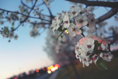 Low angle view of apple blossoms in spring