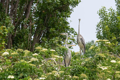 Bird on a forest