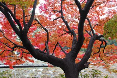 Low angle view of tree against sky during autumn