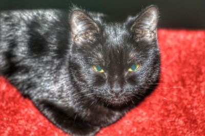Close-up portrait of cat relaxing