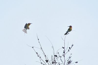 Low angle view of birds flying in the sky