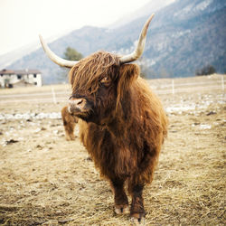 Portrait of highland cattle standing on field