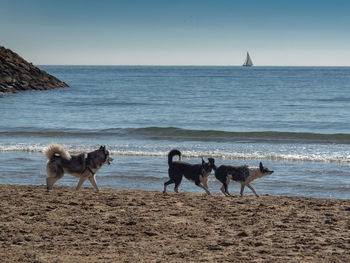 View of a dog on beach