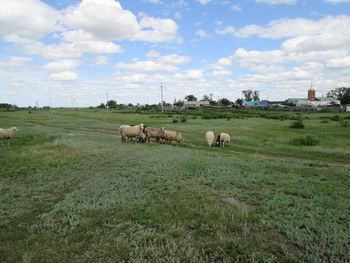 A flock of sheep grazing in a meadow. in the field. 