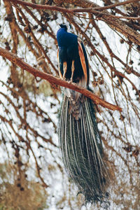 Low angle view of bird perching on branch