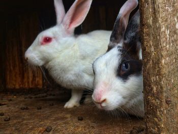 Close-up of a rabbit