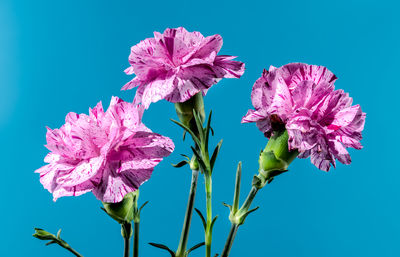 Low angle view of plant against clear blue sky