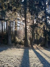 Trees on field in forest