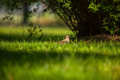 View of an animal on grass