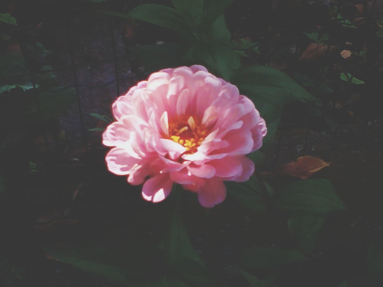 flower, petal, freshness, fragility, flower head, pink color, growth, beauty in nature, blooming, close-up, nature, plant, leaf, single flower, in bloom, focus on foreground, pink, outdoors, no people, park - man made space