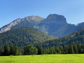 Scenic view of pine trees against clear sky