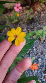 Close-up of hand holding yellow flowers