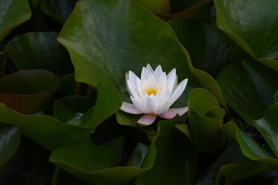 Close-up of white flower