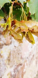 Close-up of insect on plant