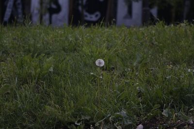 Plant growing on grassy field