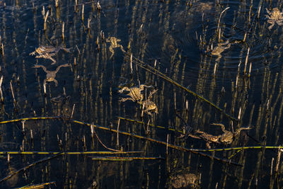 High angle view of plants in lake