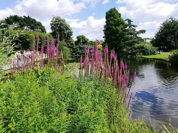 Close-up of pink flowers in park