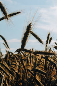 Close-up of wheat growing on field against sky