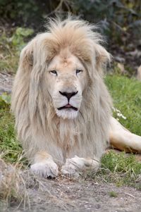 Portrait of lion on field