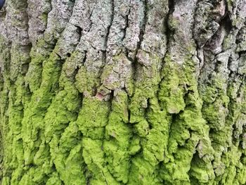Full frame shot of tree trunk