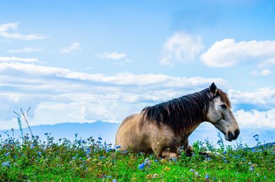 Horse on field against blue sky