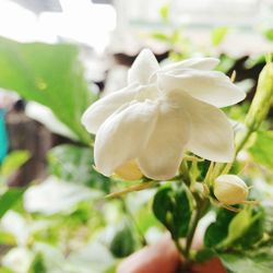 Close-up of white rose