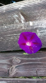 Close-up of purple flower on wood