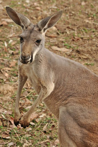 Portrait of deer on field