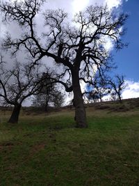 Trees on field against sky