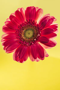 Close-up of red daisy