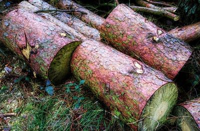 Full frame shot of tree trunk