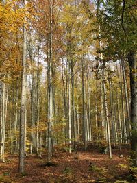 Trees in forest during autumn