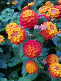 Close-up of fresh orange flowers blooming in park