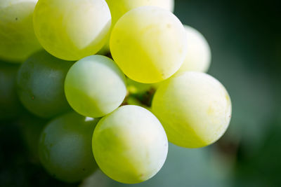 Close-up of grapes in vineyard