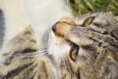 Close-up of cat sleeping