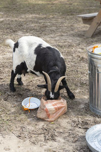 Myotonic goat on a local farm in chattanooga tennessee, united states with face in garbage bag