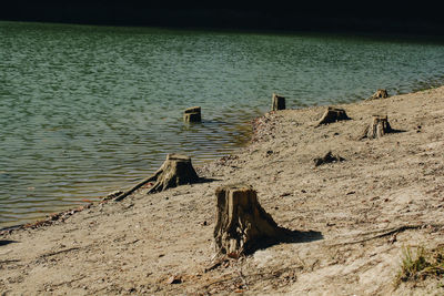 Driftwood on beach by sea