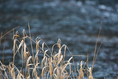 Close-up of dry plants on land