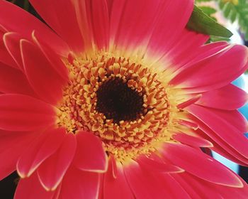 Close-up of pink flower blooming outdoors