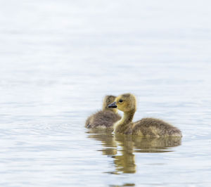 Duck in a lake