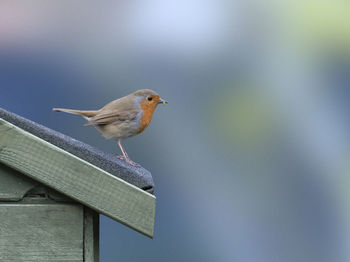 Close-up of robin perching on wood against sky