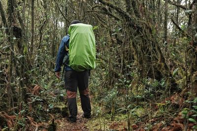 Rear view of man standing in forest