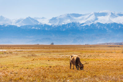 Horse grazing on field against mountain