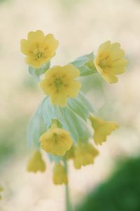 Close-up of yellow flowering plant on field