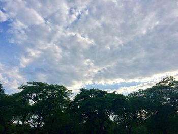 Low angle view of trees against sky