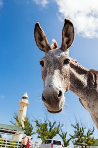 Donkey standing in front of a lighthouse 