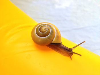 Close-up of snail