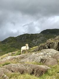 View of a sheep on rock