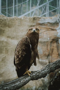 Close-up of eagle perching on branch at zoo