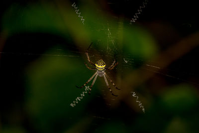 Close-up of spider on web